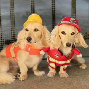 Creme of the Crop Miniature Longhair Dachshund Puppy Breeder Texas