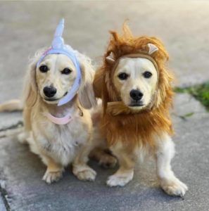 Creme of the Crop Miniature Longhair Dachshund Puppy Breeder Texas