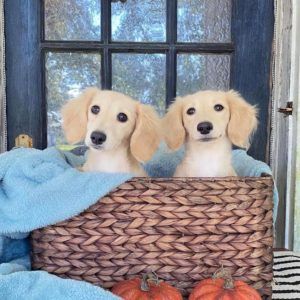 Creme of the Crop Miniature Longhair Dachshund Puppy Breeder Texas