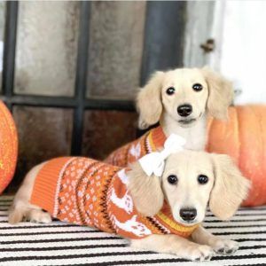 Creme of the Crop Miniature Longhair Dachshund Puppy Breeder Texas