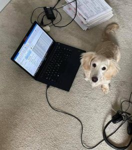 Creme of the Crop Miniature Longhair Dachshund Puppy Breeder Texas