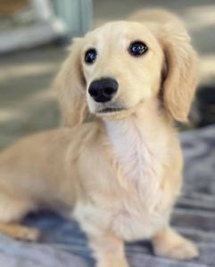 Creme of the Crop Miniature Longhair Dachshund Puppy Breeder Texas