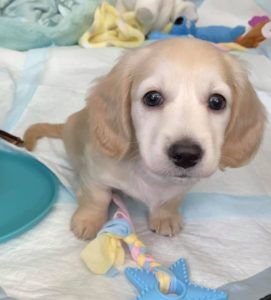 Creme of the Crop Miniature Longhair Dachshund Puppy Breeder Texas