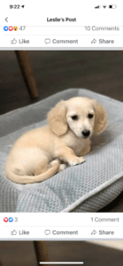 Creme of the Crop Dachshunds - English Cream Miniature Dachshunds