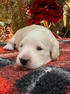 Creme of the Crop Dachshunds Elsa's Male Puppy 6