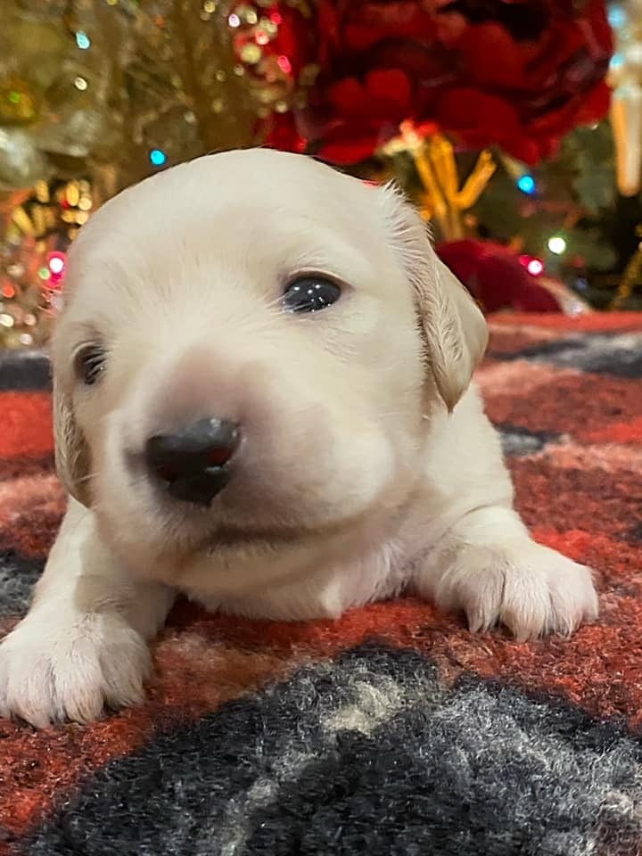 Creme of the Crop Dachshunds Elsa's Female Puppy 3