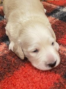 Creme of the Crop Dachshunds Elsa's Male Puppy 16