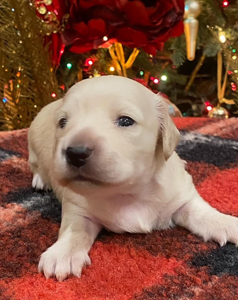 Creme of the Crop Dachshunds Elsa's Female Puppy 2