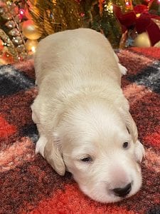 Creme of the Crop Dachshunds Elsa's Male Puppy 15