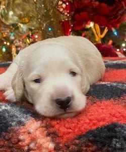 Creme of the Crop Dachshunds Elsa's Male Puppy 5