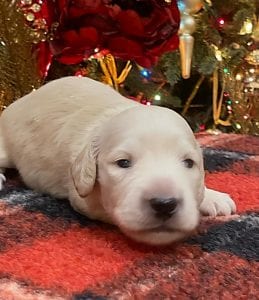 Creme of the Crop Dachshunds Elsa's Male Puppy 7