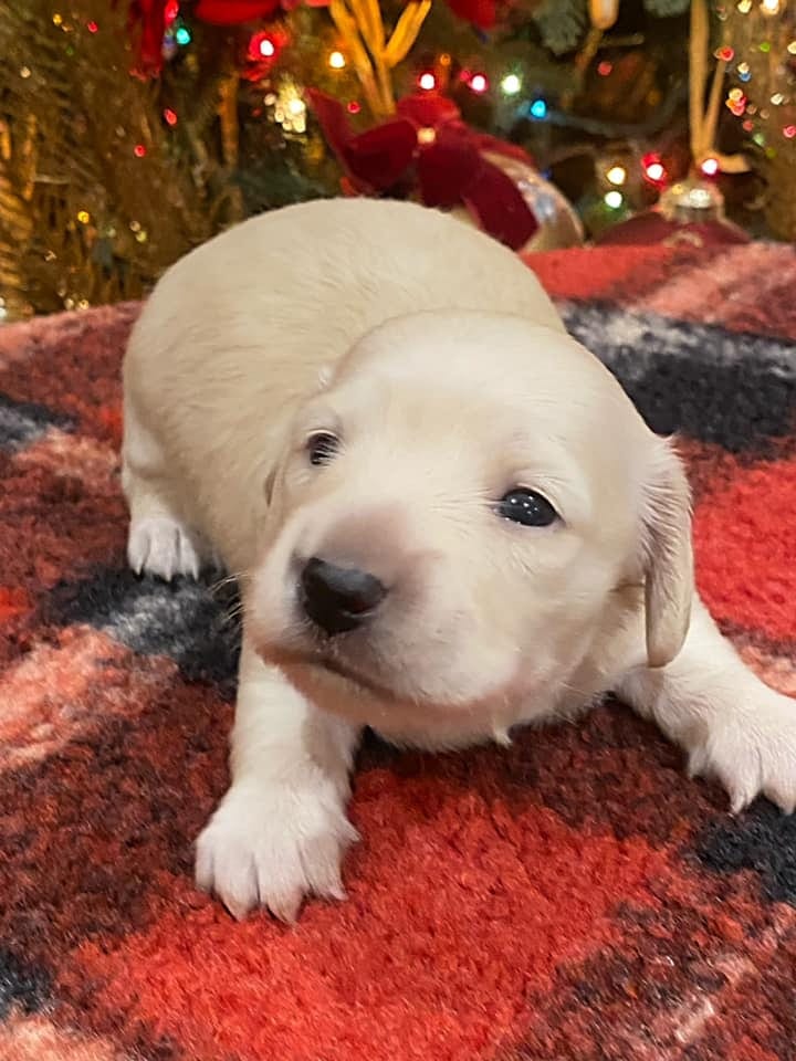 Creme of the Crop Dachshunds Elsa's Female Puppy 6