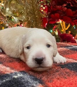 Creme of the Crop Dachshunds Elsa's Male Puppy 8