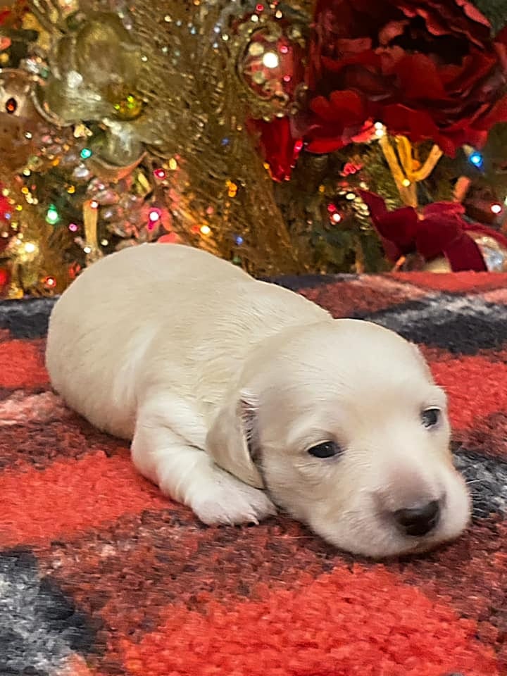 Creme of the Crop Dachshunds Elsa's Female Puppy 9