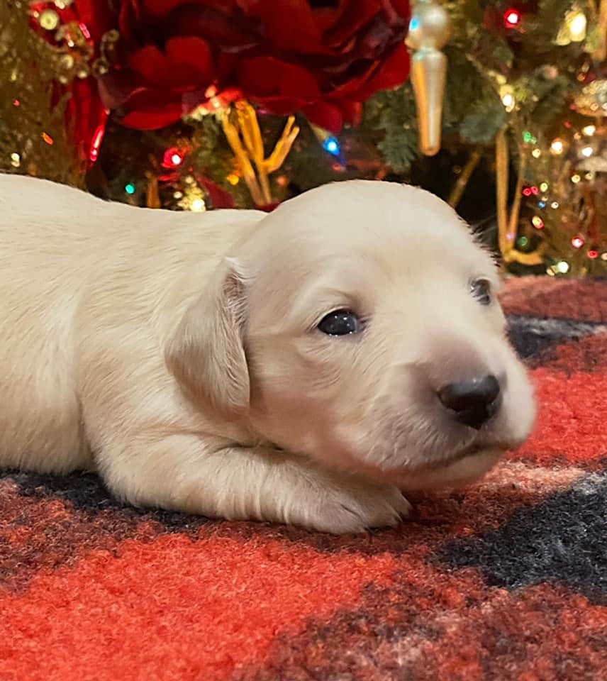 Creme of the Crop Dachshunds Elsa's Female Puppy 7