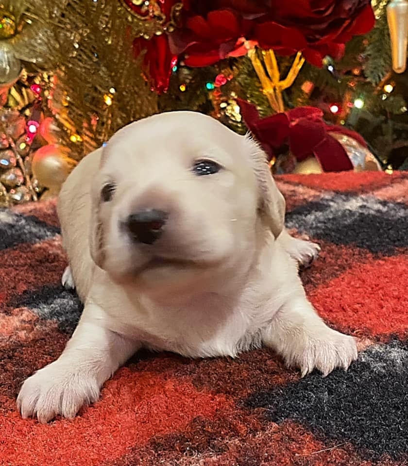 Creme of the Crop Dachshunds Elsa's Female Puppy 1