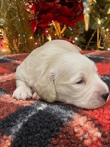 Creme of the Crop Dachshunds Elsa's Male Puppy 1