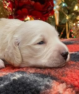 Creme of the Crop Dachshunds Elsa's Male Puppy 4