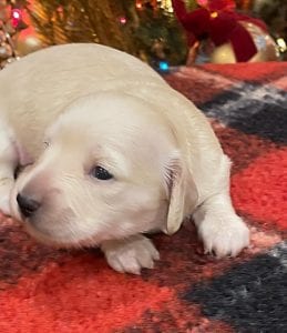 Creme of the Crop Dachshunds Elsa's Male Puppy 10