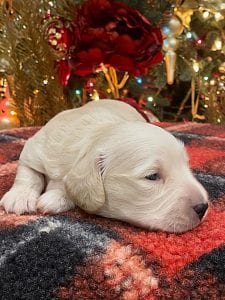 Creme of the Crop Dachshunds Elsa's Male Puppy 14