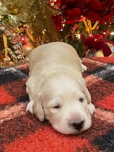 Creme of the Crop Dachshunds Elsa's Male Puppy 12