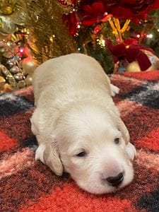 Creme of the Crop Dachshunds Elsa's Male Puppy 11