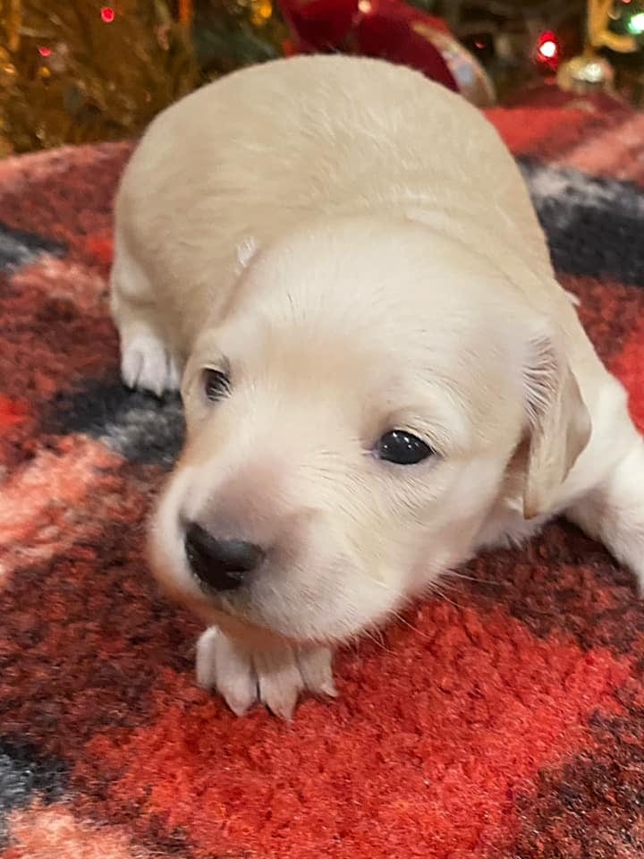 Creme of the Crop Dachshunds Elsa's Female Puppy 5