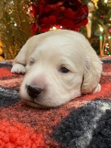 Creme of the Crop Dachshunds Elsa's Male Puppy 2