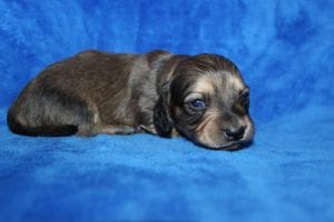 Jentu/Tanner’s beautiful Mr. Blue Shaded Cream boy 6