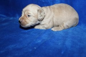 Bunny and Casper’s gorgeous ee English Cream boy 2