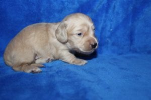 Bunny and Casper’s gorgeous ee English Cream boy 3