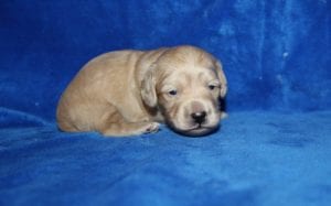 Bunny and Casper’s gorgeous ee English Cream boy 1