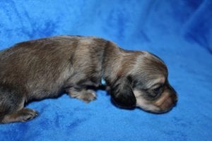 Jentu/Tanner’s beautiful Mr. Blue Shaded Cream boy 5