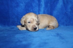 Bunny and Casper’s gorgeous ee English Cream boy 5