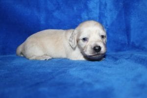 Bunny and Casper’s gorgeous ee Platinum Blonde English Cream boy 10