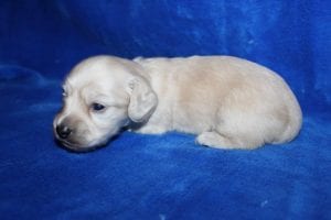 Bunny and Casper’s gorgeous ee Platinum Blonde English Cream boy 11