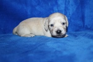 Bunny and Casper’s gorgeous ee Platinum Blonde English Cream boy 9