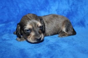 Jentu/Tanner’s beautiful Mr. Blue Shaded Cream boy 4