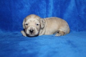 Bunny and Casper’s gorgeous ee English Cream boy 6