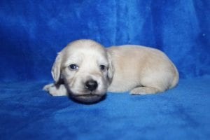 Bunny and Casper’s gorgeous ee Platinum Blonde English Cream boy 12