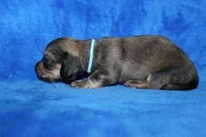 Jentu/Tanner’s beautiful Mr. Blue Shaded Cream boy 3