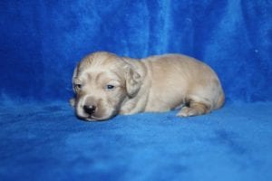 Bunny and Casper’s gorgeous ee English Cream boy 7