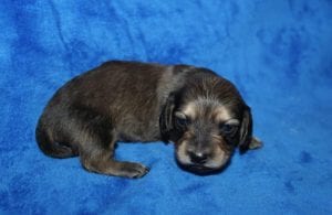 Jentu/Tanner’s beautiful Mr. Blue Shaded Cream boy 7