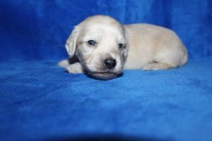 Bunny and Casper’s gorgeous ee Platinum Blonde English Cream boy 8