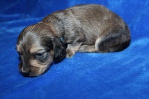 Jentu/Tanner’s beautiful Mr. Blue Shaded Cream boy 2