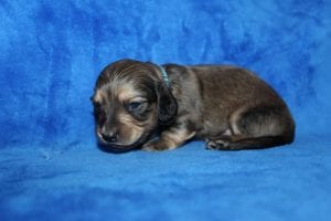 Jentu/Tanner’s beautiful Mr. Blue Shaded Cream boy 1