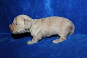 Bunny and Casper’s gorgeous ee English Cream boy 4