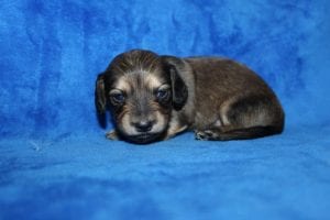 Jentu/Tanner’s beautiful Mr. Blue Shaded Cream boy 8