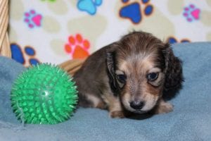 Creme of the Crop Miniature Dachshunds Shaded Male Puppy For Sale Brûlée 10
