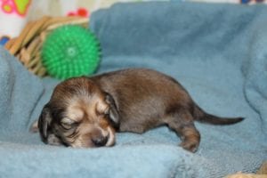 Creme of the Crop Miniature Dachshunds Shaded Male Puppy For Sale Espresso 5